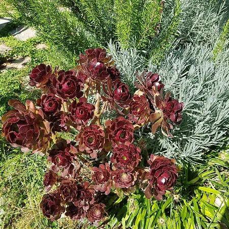 호텔 Lemon Garden Boutique 보즈부른