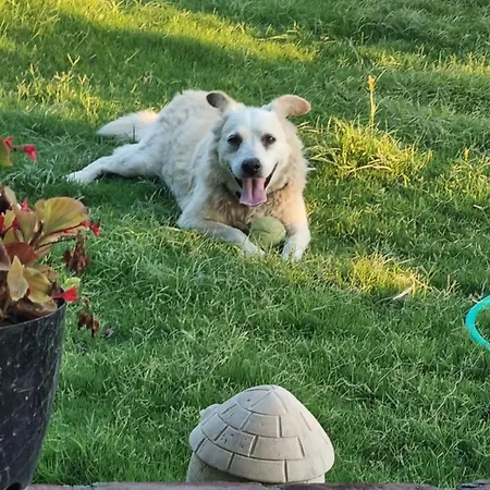 Lemon Garden Boutique 호텔 보즈부른