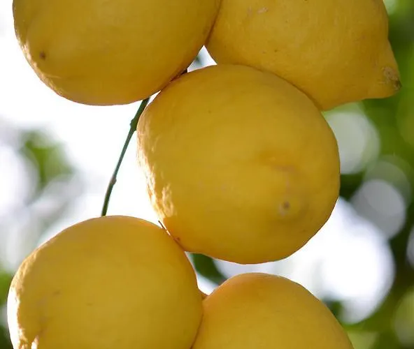 Lemon Garden Boutique Hotel