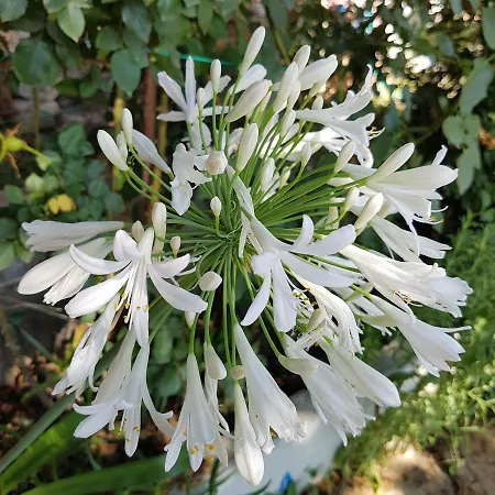 Lemon Garden Boutique