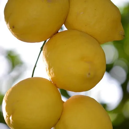 Lemon Garden Boutique Hotel