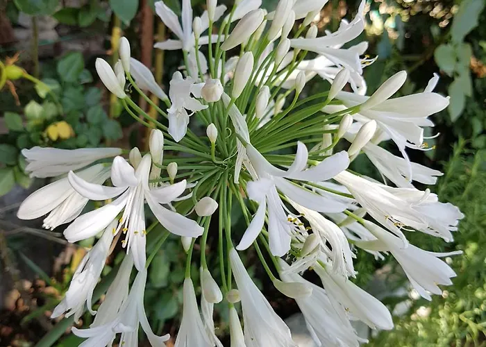 Lemon Garden Boutique