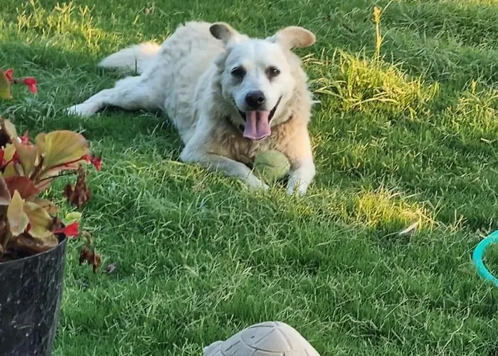 Lemon Garden Boutique Ξενοδοχείο Bozburun